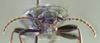 Media type: image;   Entomology 600431 Aspect: head frontal view